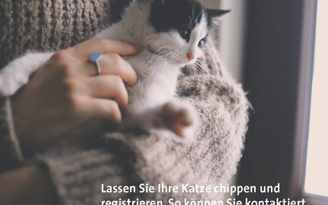 Chip Aktion im November🎉