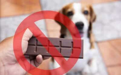 Schokolade ist giftig für Hunde und Katzen