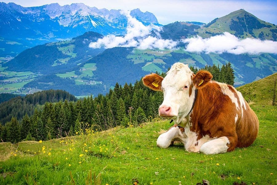 Aktuell für die Alpsaison